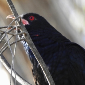 Eudynamys orientalis at Aranda, ACT - 19 Nov 2018 08:44 AM