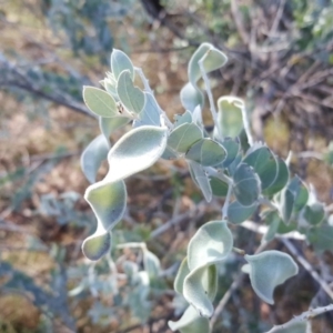 Acacia podalyriifolia at Isaacs, ACT - 19 Nov 2018