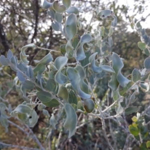 Acacia podalyriifolia at Isaacs, ACT - 19 Nov 2018