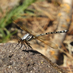 Diphlebia nymphoides (Arrowhead Rockmaster) at Coree, ACT - 18 Nov 2018 by MatthewFrawley