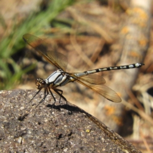 Diphlebia nymphoides at Coree, ACT - 19 Nov 2018 10:58 AM