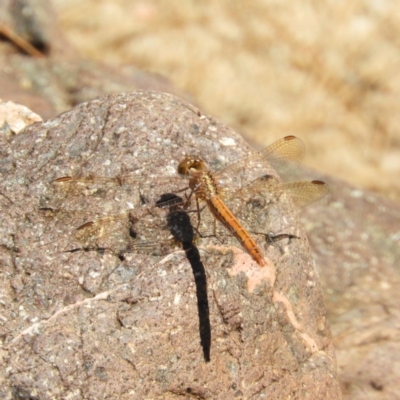 Diplacodes haematodes (Scarlet Percher) at Coree, ACT - 19 Nov 2018 by MatthewFrawley