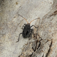 Theseus modestus (Gum tree shield bug) at Lake Burley Griffin West - 18 Nov 2018 by MatthewFrawley
