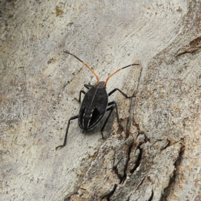 Theseus modestus (Gum tree shield bug) at Lake Burley Griffin West - 18 Nov 2018 by MatthewFrawley