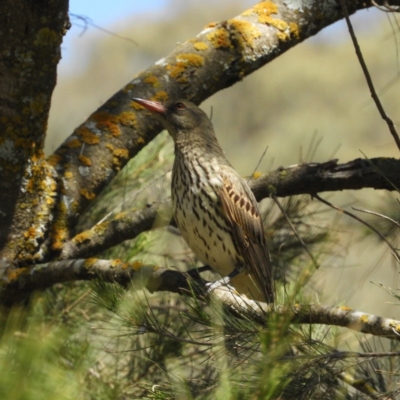 Oriolus sagittatus (Olive-backed Oriole) at Coree, ACT - 18 Nov 2018 by MatthewFrawley