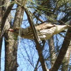 Oriolus sagittatus at Coree, ACT - 19 Nov 2018 10:46 AM