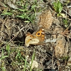 Junonia villida (Meadow Argus) at Isaacs Ridge and Nearby - 19 Nov 2018 by Mike
