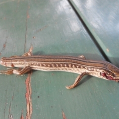 Ctenotus robustus (Robust Striped-skink) at Latham, ACT - 19 Nov 2018 by JBrickhill