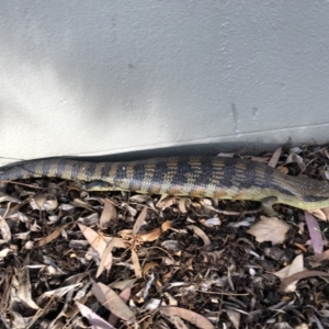 Tiliqua scincoides scincoides at Canberra, ACT - 19 Nov 2018 06:12 PM