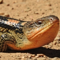 Tiliqua nigrolutea (Blotched Blue-tongue) at Brindabella, NSW - 19 Nov 2018 by JohnBundock