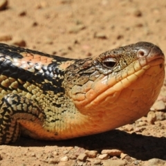 Tiliqua nigrolutea (Blotched Blue-tongue) at Namadgi National Park - 18 Nov 2018 by JohnBundock