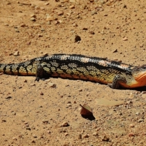 Tiliqua nigrolutea at Brindabella, NSW - 19 Nov 2018 09:58 AM