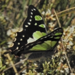 Graphium macleayanum (Macleay's Swallowtail) at Bimberi Nature Reserve - 18 Nov 2018 by JohnBundock