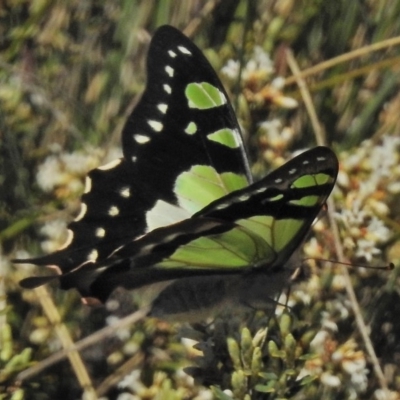 Graphium macleayanum (Macleay's Swallowtail) at Brindabella, ACT - 18 Nov 2018 by JohnBundock