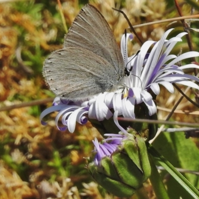 Candalides heathi (Rayed Blue) at Bimberi, ACT - 19 Nov 2018 by JohnBundock