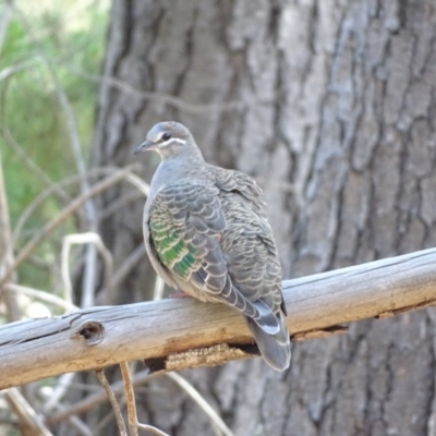 Phaps chalcoptera (Common Bronzewing) at Isaacs Ridge and Nearby - 19 Nov 2018 by Mike