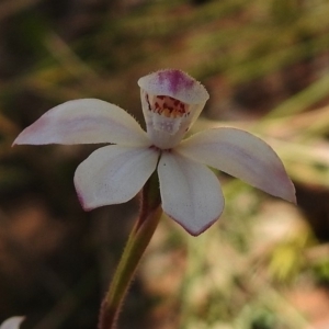 Caladenia alpina at Cotter River, ACT - 19 Nov 2018