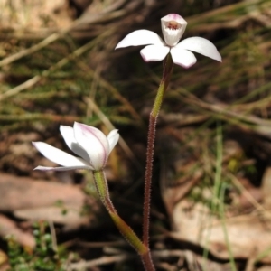 Caladenia alpina at Cotter River, ACT - 19 Nov 2018