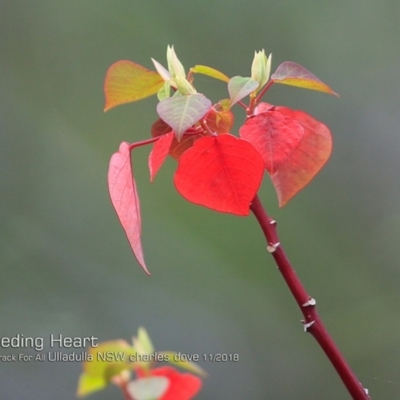 Homalanthus populifolius (Bleeding Heart) at One Track For All - 14 Nov 2018 by Charles Dove