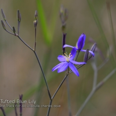 Thelionema caespitosum (Tufted Blue Lily) at Ulladulla Reserves Bushcare - 14 Nov 2018 by CharlesDove