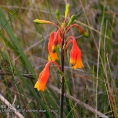 Blandfordia nobilis (Christmas Bells) at Ulladulla Reserves Bushcare - 14 Nov 2018 by CharlesDove