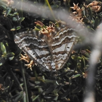 Chrysolarentia nephodes (High-country Carpet) at Namadgi National Park - 19 Nov 2018 by JohnBundock