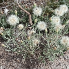 Vittadinia gracilis (New Holland Daisy) at O'Malley, ACT - 18 Nov 2018 by Mike