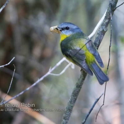 Eopsaltria australis (Eastern Yellow Robin) at One Track For All - 13 Nov 2018 by CharlesDove