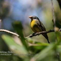 Eopsaltria australis at Ulladulla, NSW - 14 Nov 2018