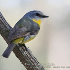 Eopsaltria australis at Ulladulla, NSW - 14 Nov 2018