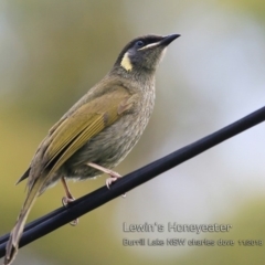 Caligavis chrysops (Yellow-faced Honeyeater) at Burrill Lake Aboriginal Cave Walking Track - 14 Nov 2018 by Charles Dove