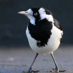 Grallina cyanoleuca (Magpie-lark) at Undefined - 14 Nov 2018 by Charles Dove