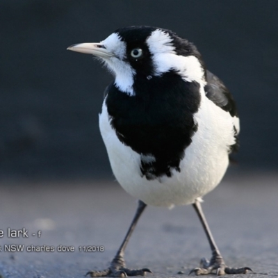 Grallina cyanoleuca (Magpie-lark) at Undefined - 15 Nov 2018 by CharlesDove