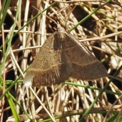 Antasia flavicapitata (Yellow-headed Heath Moth (Oenochrominae)) at Cotter River, ACT - 19 Nov 2018 by JohnBundock