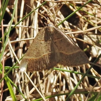 Antasia flavicapitata (Yellow-headed Heath Moth) at Cotter River, ACT - 19 Nov 2018 by JohnBundock