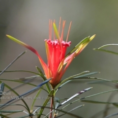 Lambertia formosa (Mountain Devil) at Ulladulla, NSW - 14 Nov 2018 by CharlesDove