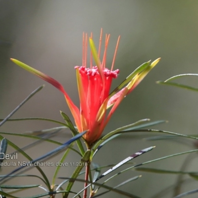 Lambertia formosa (Mountain Devil) at Ulladulla Reserves Bushcare - 14 Nov 2018 by CharlesDove