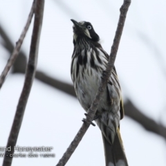 Phylidonyris novaehollandiae (New Holland Honeyeater) at Undefined - 13 Nov 2018 by Charles Dove