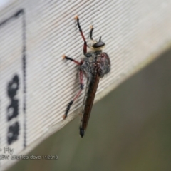 Neoaratus hercules (Herculean Robber Fly) at Ulladulla, NSW - 18 Nov 2018 by CharlesDove