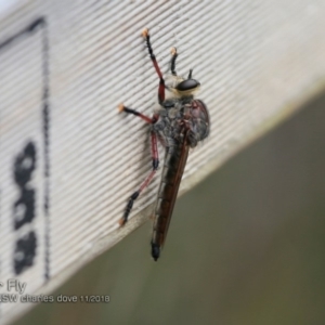 Neoaratus hercules at Ulladulla, NSW - 18 Nov 2018