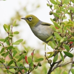 Zosterops lateralis (Silvereye) at Undefined - 14 Nov 2018 by Charles Dove