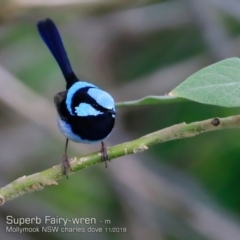 Malurus cyaneus (Superb Fairywren) at Mollymook Beach, NSW - 14 Nov 2018 by CharlesDove