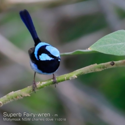 Malurus cyaneus (Superb Fairywren) at Mollymook Beach, NSW - 15 Nov 2018 by CharlesDove