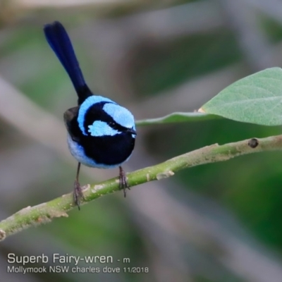 Malurus cyaneus (Superb Fairywren) at Mollymook Beach, NSW - 14 Nov 2018 by CharlesDove