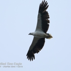 Haliaeetus leucogaster (White-bellied Sea-Eagle) at Ulladulla Reserves Bushcare - 14 Nov 2018 by CharlesDove