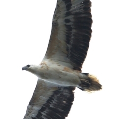 Haliaeetus leucogaster at Ulladulla Reserves Bushcare - 14 Nov 2018 12:00 AM