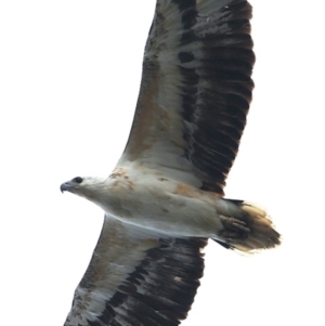 Haliaeetus leucogaster at Ulladulla Reserves Bushcare - 14 Nov 2018