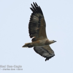 Haliaeetus leucogaster at Ulladulla Reserves Bushcare - 14 Nov 2018