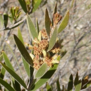 Acacia lanigera var. lanigera at Jerrabomberra, ACT - 19 Nov 2018