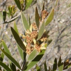 Acacia lanigera var. lanigera (Woolly Wattle, Hairy Wattle) at Jerrabomberra, ACT - 19 Nov 2018 by Mike